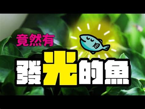 房間能養魚嗎